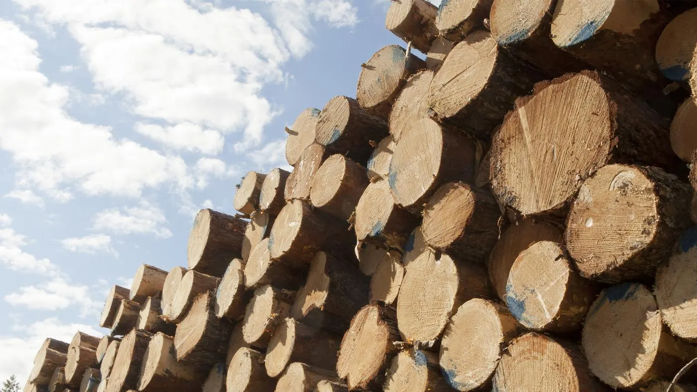 Troncos de madera apilados bajo el cielo