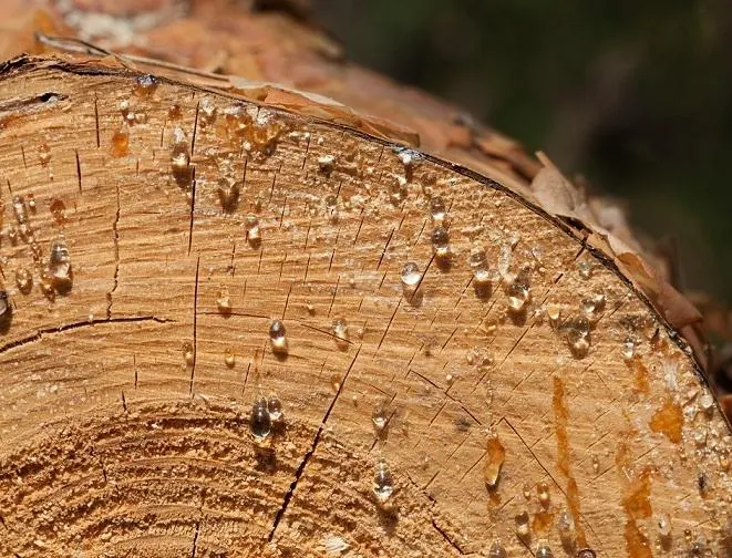 Extractos y exudados de la madera: Origen y solución