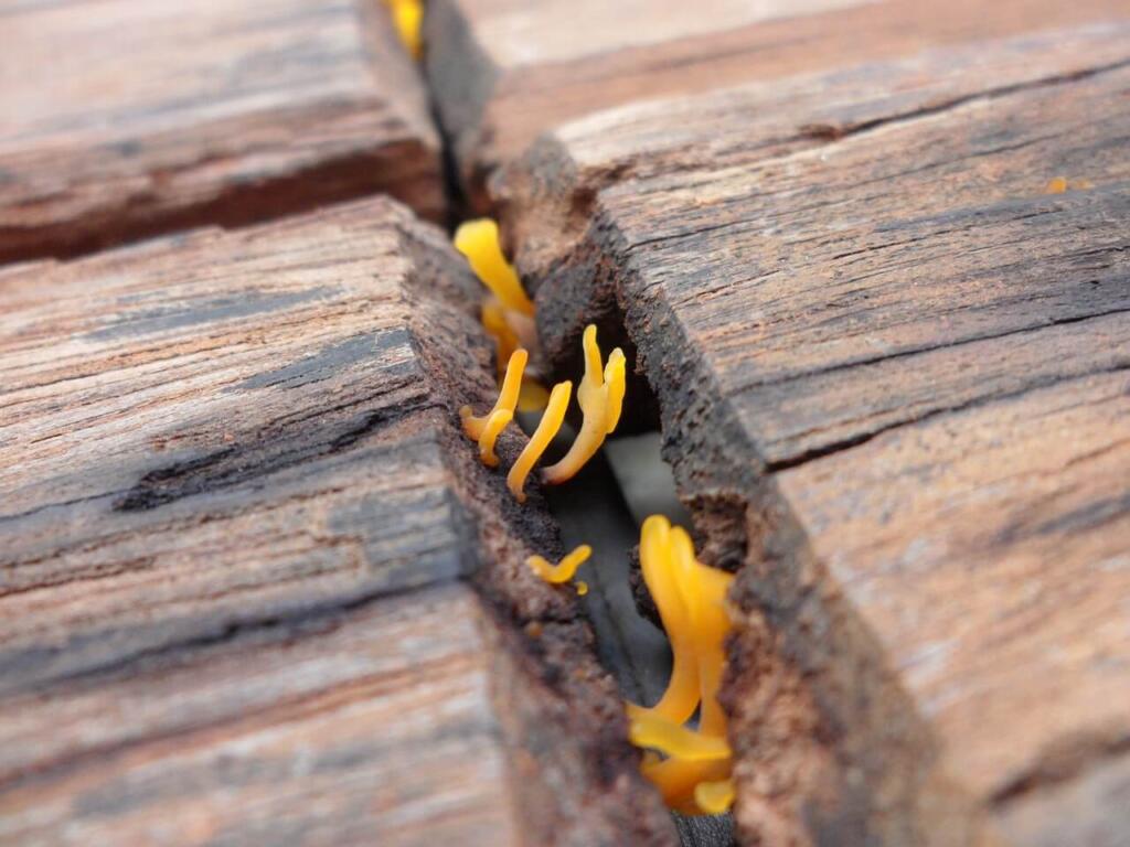 hongos de la madera
