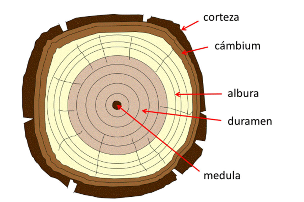 Partes de la madera: Composición y funciones - Maderas para Exterior