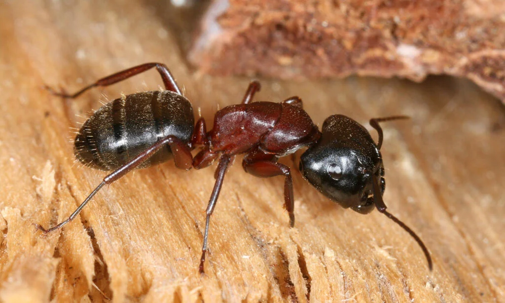 hormigas carpinteras o madereras